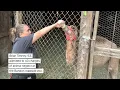 Owner of Oregon wildlife park pleads guilty to more than 40 charges of animal neglect