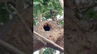 انظر جمال بيت طائر الهدهد سبحان الله 