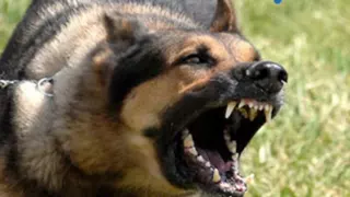 نباح الكلاب   اصوات الكلاب دندنها