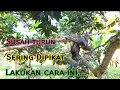 Lagu Trik Jitu Pikat Burung Kolibri Kelapa/Manggar