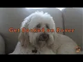 How to Get Your First Rover Client Pet Sitting Tips for Beginners