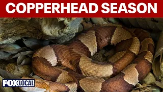 Experts warn copperhead season is starting early in Northern Virginia