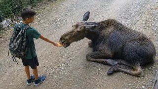 Boy Secretly Helped a Moose Every Day 🥹❤️