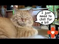 Relaxing to Recover