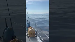 Dominican Dolphin 🇩🇴🐬 #sailingbyefelicia