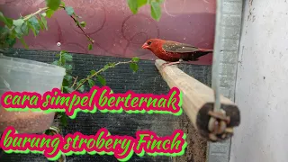 Download Cara saya berternak burung strobery Finch MP3