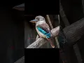 Download Lagu Suara burung paling menyeramkan di dunia 😱 #faktaunik #seram #burung #viralshort #fyp
