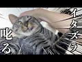 Download Lagu 猫が家の壁紙や天井を破壊したので本気で叱りました...