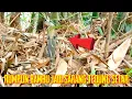 Download Lagu Sarang tedung selar di alam