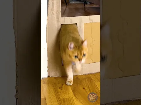I MADE A FUN NEW GAME FOR MY CATS! π±π