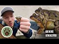 Download Lagu WAAROM ZITTEN KIKKERS OP ELKAAR?!