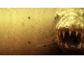 Goliath Tigerfish The Super-Sized Piranha