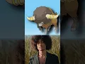 WTF is Bouffalant EVERY Pokemon Design Explained