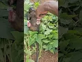 Download Lagu Amazing😍 see how hadzabe hunt and cook Monkeys #tradition #bushcraft