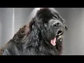 Download Lagu I Wasn't Ready for How Sweet This Newfoundland Dog Was 😍🐾