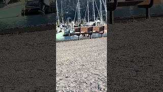 #fyp #dream #youtube #doberman #pets