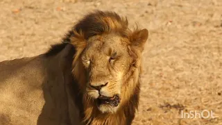 الاسد العجوز دندنها