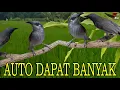 Download Lagu Kecial Kombok Kejepit Suara Pikat Gacorrrrrrr Ampuhhhhhh