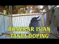 Download Lagu PANCINGAN SRIGUNTING ABU BIAR BONGKAR ISIAN