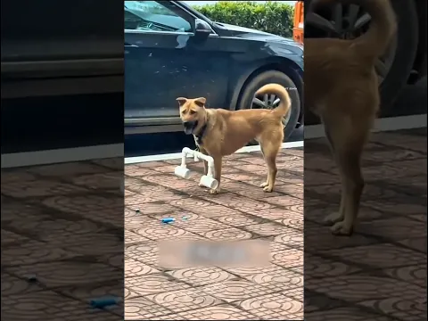 Why Do These Dogs Have Wooden Sticks Around Their Necks?