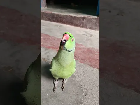 मम्मी एक गिलास पानी दे दो #parrot #funny #funnyanimal #funny #funnyparrot #funnyvideo #funnyshorts..
