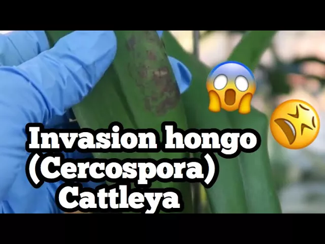 INVASION HONGO (CERCOSPORA) EN ORQUÍDEA COMO RESOLVERLO