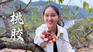 桃胶还能这样吃,配上银耳炖一锅,一人一碗真满足