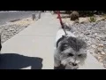 Pet Owner Requirements