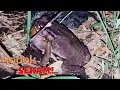 Download Lagu Suara Kodok Seram❗