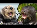 Sea Otter vs Giant Otter - Who Would Win