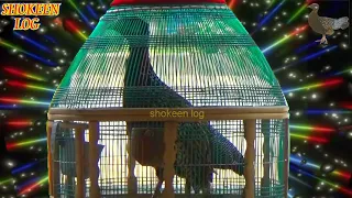 latest kala teetar u0026 awaz kala teetar 2021 sardi kala teetar awaz