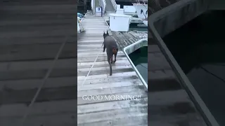 GOOD MORNING! Hope you have a great Monday!! #fyp #dream #sailing #doberman #pets