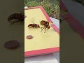 Download Lagu Intelligent trap for asian giant hornets to protect honeybees  #savethebees