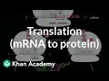 Translation mRNA to protein Biomolecules MCAT Khan Academy