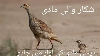 دیسی مادی کی آواز دیسی تیتر کی بولی انڈیا تیتر کی آواز جنگل میں منگل تیتر پکڑ لیا جنگل سے دندنها
