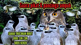 suara pikat burung trucukan suara trucukan ribut jogjog ribut