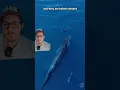 Download Lagu Japan is adding Fin whales to its Commercial whaling
