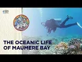 Lagu See Indonesia; The Oceanic Life Of Maumere Bay