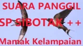 Download Suara Panggil Walet Terbaik ' SI BOTAK++' MP3