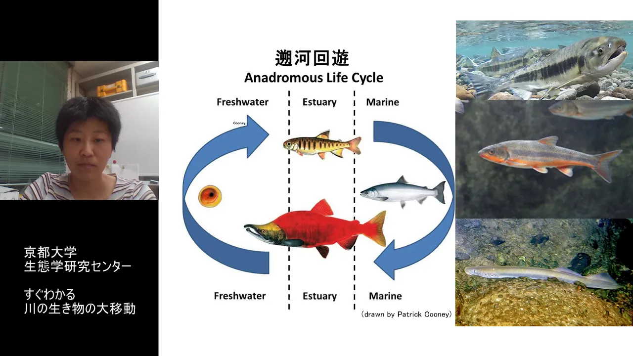 すぐわかる川の生き物の大移動