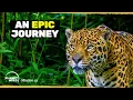 We re Building a Continent-wide Wildlife Corridor - Differently