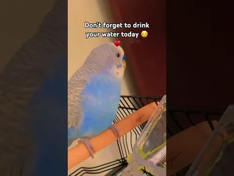 Your Daily Reminder to Drink Water 💧🐦❤️