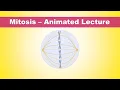 Mitosis Phases - Animated Lecture Embryology