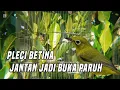Download Lagu Pleci betina memanggil jantan jadi buka paruh 