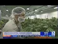 Higher Ed UC Riverside helping students kickstart careers in cannabis