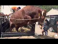 Download Lagu PAS OP, DE STIER GAAT ZOEK NADAT HIJ VAN DE VRACHTWAGEN IS GESTOKEN ‼️🔥🔥🔥
