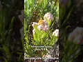 Download Lagu BUNGA EDELWEIS LANGKA, HANYA ADA DI GUNUNG LAWU #wisataalam #pendakigunung #gununglawu #edelweiss