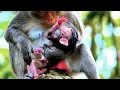 Download Lagu The mother monkey is very protective  — she holds the baby close to her chest, keeps it warm,