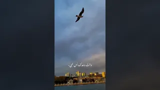ماجد المهندس   نبض قلبي دندنها