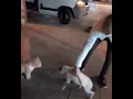 ANGRY CATS BE LIKE GIF